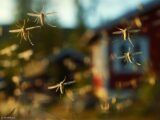 Informative Grafik zeigt die Übersetzung von 'Mücken in Norwegen' ins Englische als 'mosquitoes in Norway