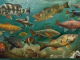 Verschiedene Kaspisches Meer Fischarten in ihrem natürlichen Lebensraum, farbenfroh dargestellt