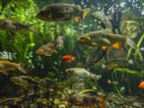 Verschiedene Fischarten Brandenburg in natürlichem Gewässer, ideal für Angler und Naturbeobachter