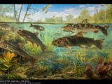 Invasive Fischarten in einem Fluss, dokumentiert in einer klaren Nahaufnahme