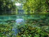 Verschiedene Fische in deutschen Seen, farbenfroh und in natürlicher Umgebung schwimmend