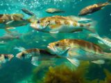 Verschiedene Fischarten Atlantik Bretagne in einer klaren Darstellung, ideal für Angler und Meeresbiologie-Interessierte