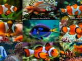 Bunte Darstellung der bekanntesten Fischarten in ihrem natürlichen Lebensraum