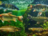 Verschiedene Fischarten in Deutschland in einem klaren Süßwassersee, ideal für Angler und Naturbeobachter