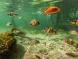 Verschiedene Chiemsee Fischarten in klarem Wasser, ideal für Angler und Naturbeobachter