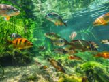 Verschiedene Fischarten NRW in natürlicher Umgebung, ideal für Angler und Naturbeobachter