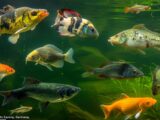Verschiedene Fischarten Sachsen in einem klaren Fluss, natürliche Unterwasseransicht