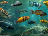 Verschiedene Fischarten Kroatien in kristallklarem Wasser beim Tauchen fotografiert
